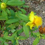 Hypericum frondosum 整株植物