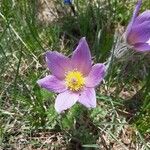 Anemone pulsatillaBlomma