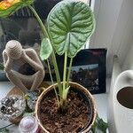 Alocasia baginda Лист