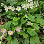 Primula × polyantha Облик