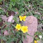 Helianthemum nummulariumVirág