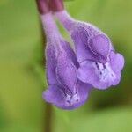 Scutellaria galericulata Кветка