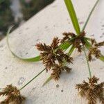 Cyperus esculentusFlower