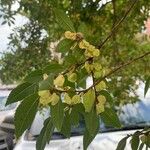 Ulmus parvifolia叶