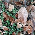 Fagus orientalis Leaf
