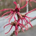 Hamamelis × intermedia Çiçek