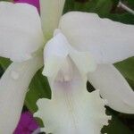 Cattleya intermedia Bloem