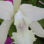 Cattleya intermedia Blomst