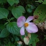 Begonia picta