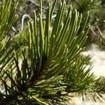 Pinus monophylla Liść