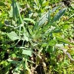 Centaurea cyanusBlad