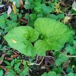 Petasites hybridus পাতা