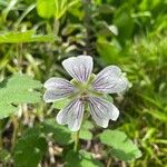 Geranium renardii Flower