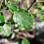 Teucrium flavumHoja