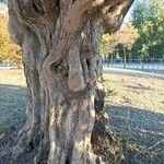 Olea europaea Bark