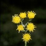 Senecio bracteolatus Flor