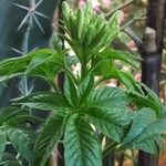 Cleome spinosa Flower