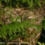 Carex laevigata Ovoce