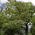 Erythrina arborescens Hàbitat