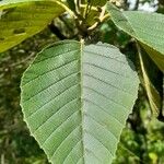 Alnus acuminata 叶