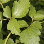 Cardiospermum grandiflorum Leaf