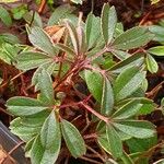 Sibbaldia tridentata Leaf