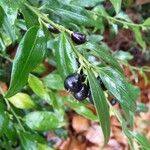 Sarcococca hookeriana Meyve