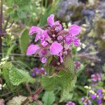 Lamium maculatumFloro