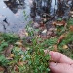 Galium palustre Blatt