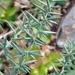 Asparagus aphyllus Leaf