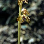 Hexalectris spicata Flor
