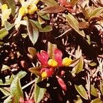 Polygaloides chamaebuxus Flower