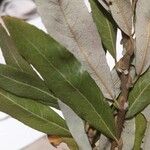 Salix lasiolepis Hoja