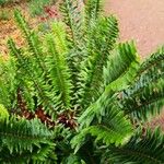 Polystichum lonchitis Хабит