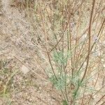 Lavandula coronopifolia Elinympäristö