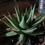 Aloe aculeataBlatt