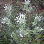 Eryngium heterophyllum Цветок