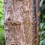 Forsythia suspensa Bark