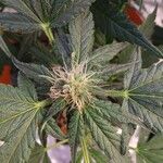 Cannabis sativa Virág