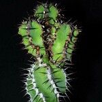 Euphorbia hottentota Leaf
