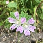 Malva multiflora Flor