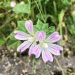 Malva multiflora Květ