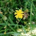 Crepis capillarisBlomma