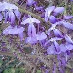 Wisteria sinensisFiore