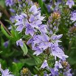 Veronica prostrata Flower