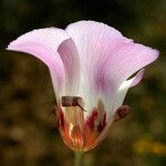 Calochortus venustus Fleur