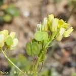 Biscutella sempervirens Vili