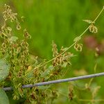 Fallopia dumetorum Flors