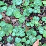 Saxifraga stolonifera Blad