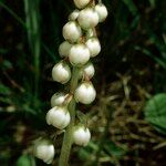 Pyrola rotundifolia Çiçek